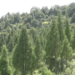 One man’s plantation helps preserve an age-old tradition